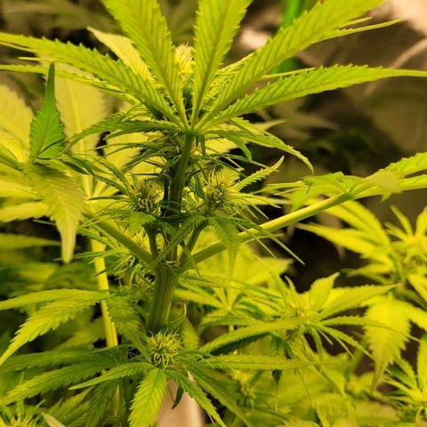 Gnomo Auto  growlog timeline photo