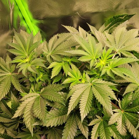 Special Queen #1 growlog timeline photo