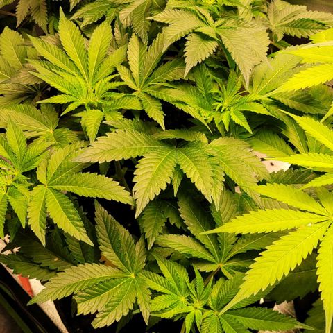 Special 1 # growlog timeline photo