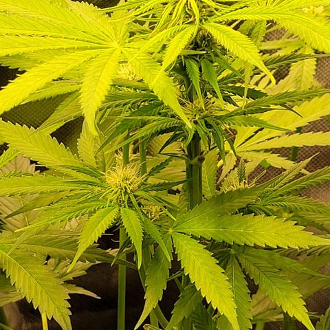Gnomo Auto  growlog timeline photo