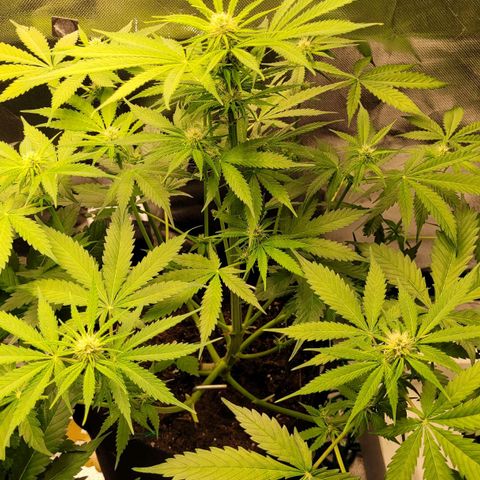 Gnomo Auto  growlog timeline photo