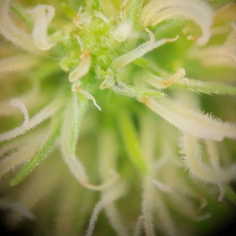 Gnomo Auto  growlog timeline photo