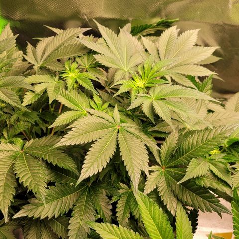 Special Queen #1 growlog timeline photo