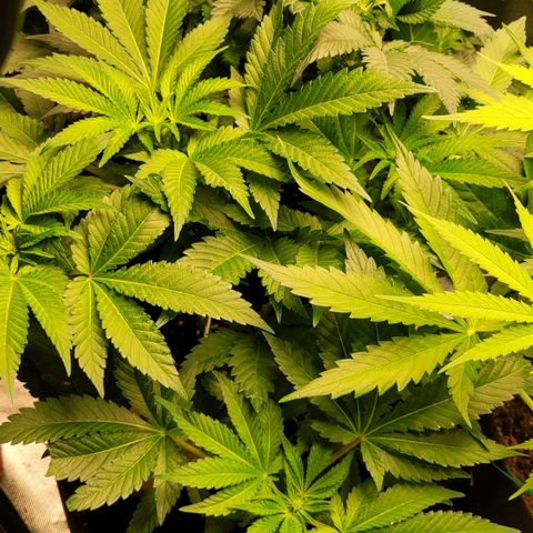 Special 1 # growlog timeline photo