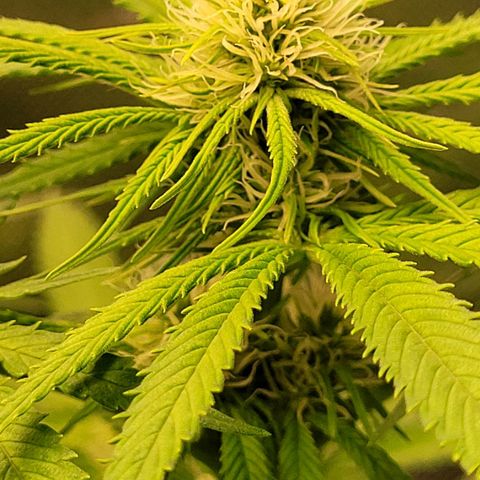 Gnomo Auto  growlog timeline photo