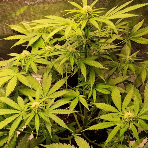 Gnomo Auto  growlog timeline photo