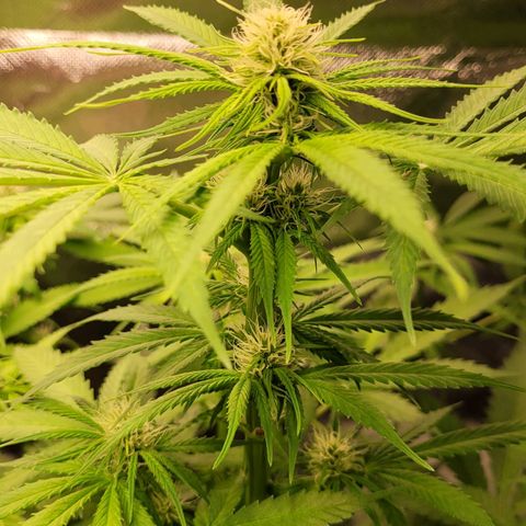 Gnomo Auto  growlog timeline photo