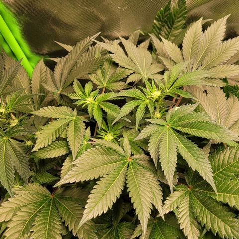 Special Queen #1 growlog timeline photo