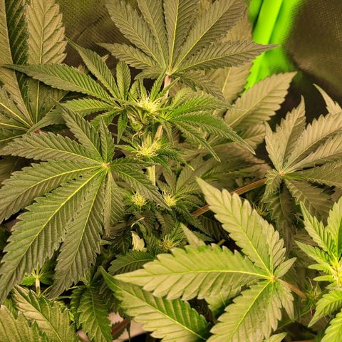 Special Queen #1 growlog timeline photo