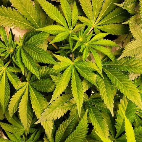Special 1 # growlog timeline photo