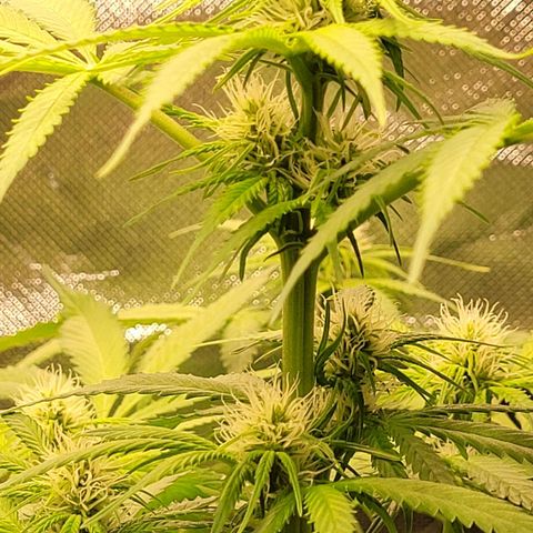 Gnomo Auto  growlog timeline photo