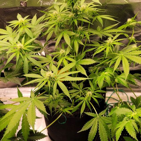 Gnomo Auto  growlog timeline photo