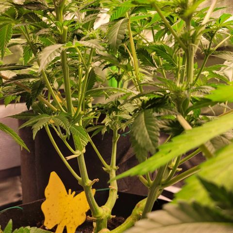Special Queen #1 growlog timeline photo