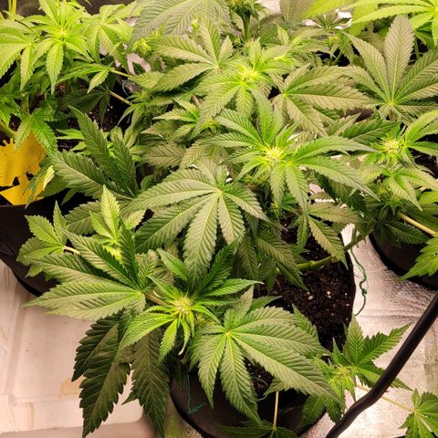 Special Queen #1 growlog timeline photo