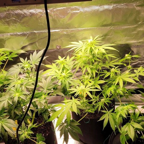Special 1 # growlog timeline photo