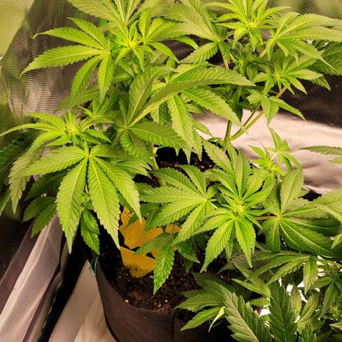 Special 1 # growlog timeline photo