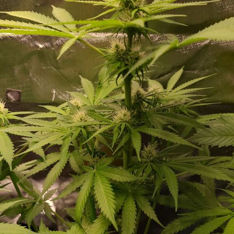 Gnomo Auto  growlog timeline photo
