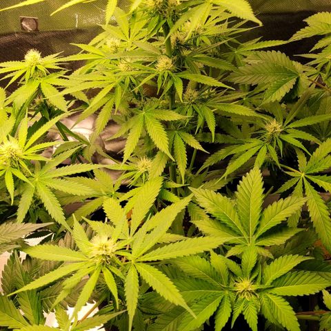 Gnomo Auto  growlog timeline photo