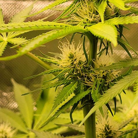 Gnomo Auto  growlog timeline photo