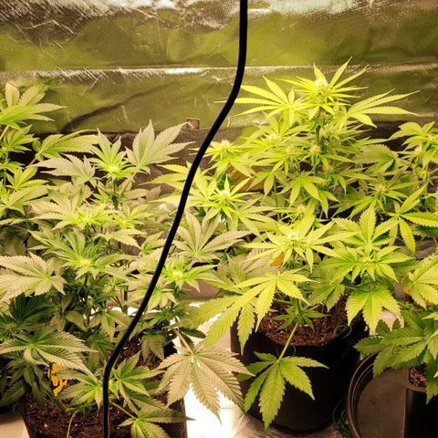 Special Queen #1 growlog timeline photo