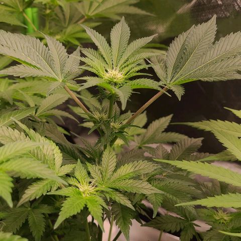 Special Queen #1 growlog timeline photo
