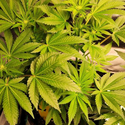 Special 1 # growlog timeline photo