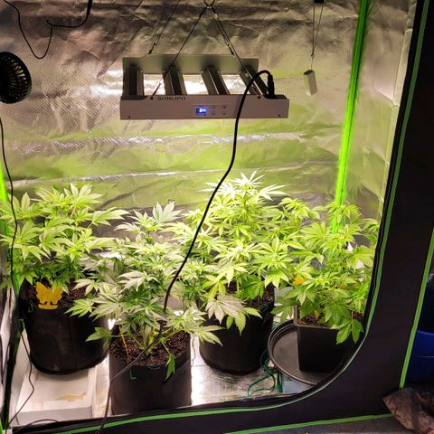 Special 1 # growlog timeline photo