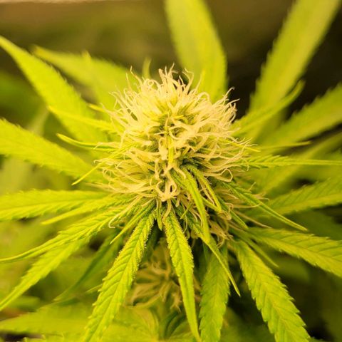 Gnomo Auto  growlog timeline photo