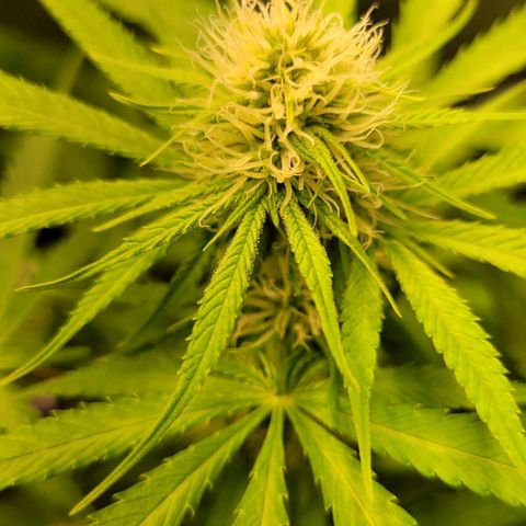 Gnomo Auto  growlog timeline photo