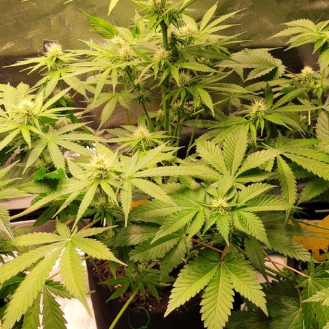 Gnomo Auto  growlog timeline photo
