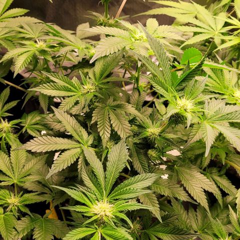 Special Queen #1 growlog timeline photo