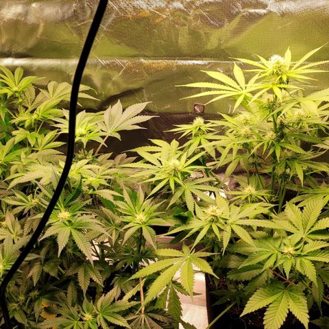 Special Queen #1 growlog timeline photo