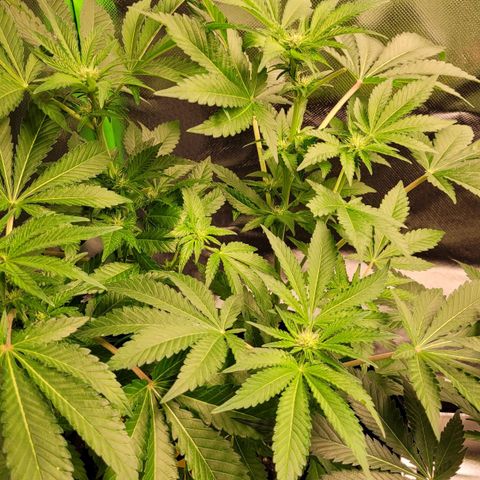 Special 1 # growlog timeline photo