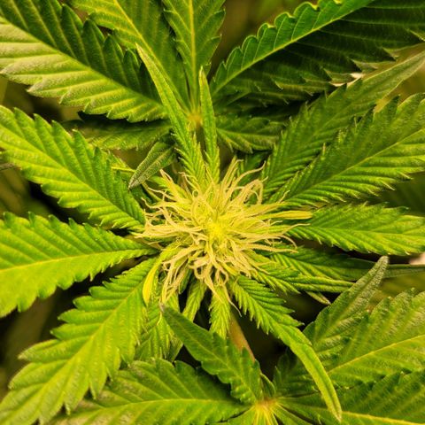 Special 1 # growlog timeline photo