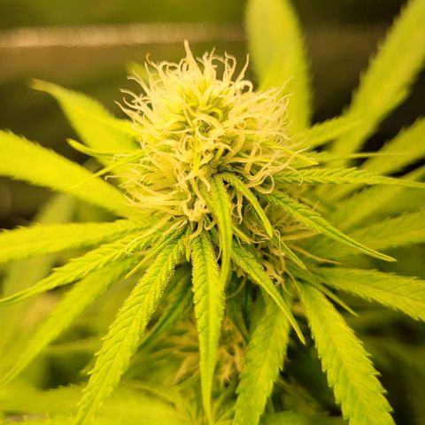 Gnomo Auto  growlog timeline photo