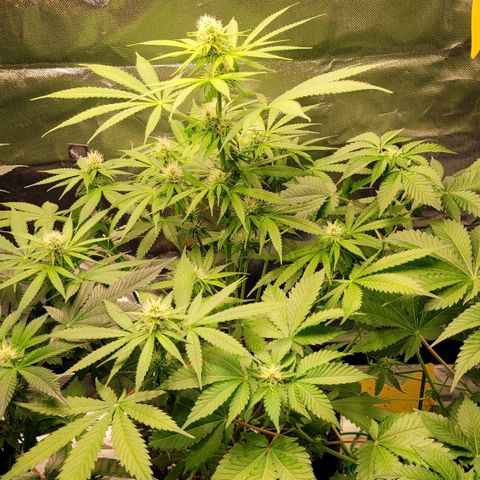 Gnomo Auto  growlog timeline photo