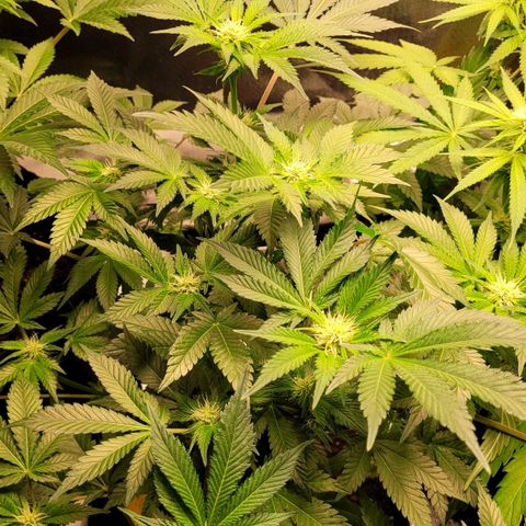 Special Queen #1 growlog timeline photo