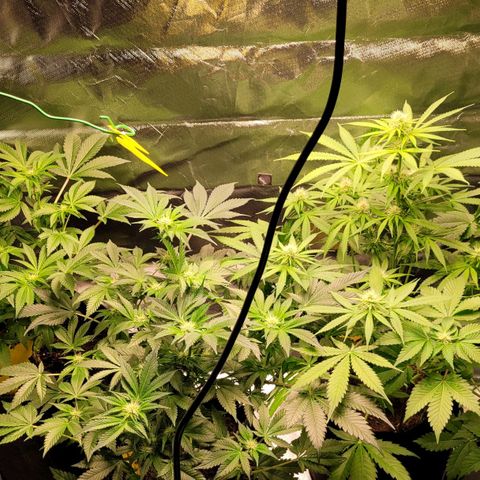 Special Queen #1 growlog timeline photo