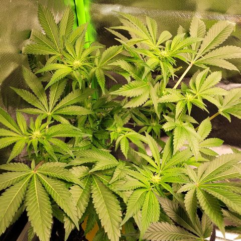 Special 1 # growlog timeline photo