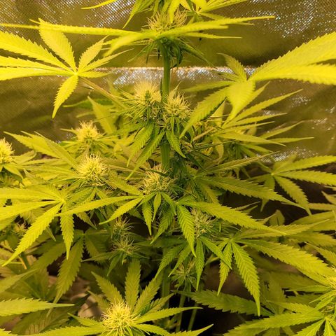 Gnomo Auto  growlog timeline photo