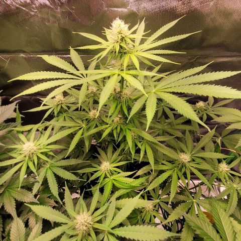 Gnomo Auto  growlog timeline photo