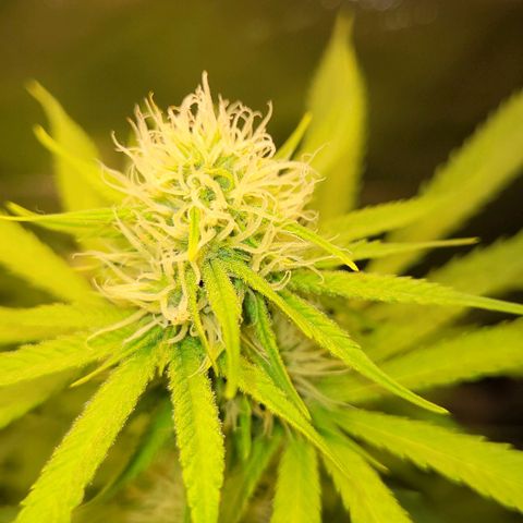 Gnomo Auto  growlog timeline photo