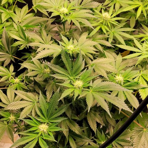 Special Queen #1 growlog timeline photo