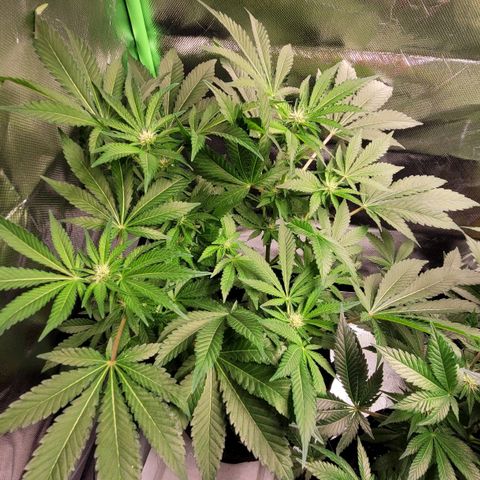 Special 1 # growlog timeline photo
