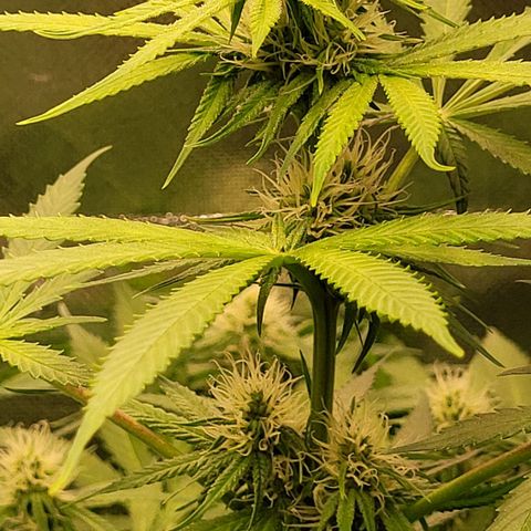 Gnomo Auto  growlog timeline photo