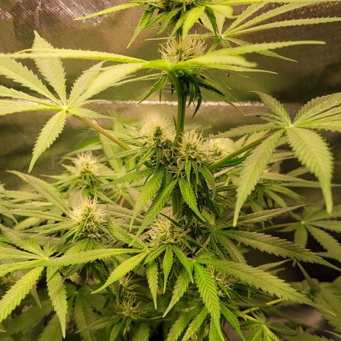 Gnomo Auto  growlog timeline photo