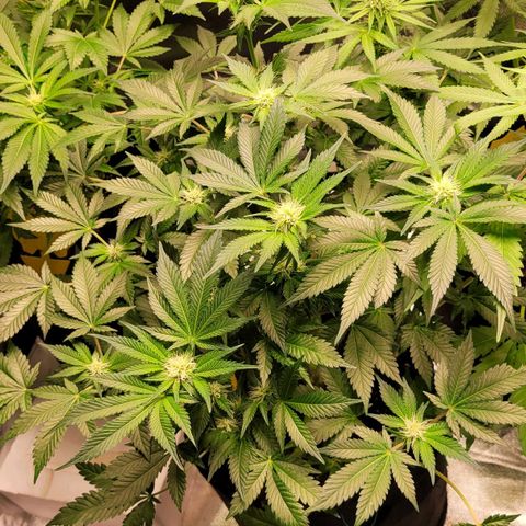 Special Queen #1 growlog timeline photo