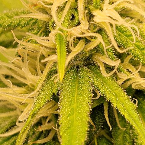 Gnomo Auto  growlog timeline photo