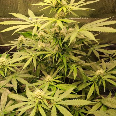 Gnomo Auto  growlog timeline photo