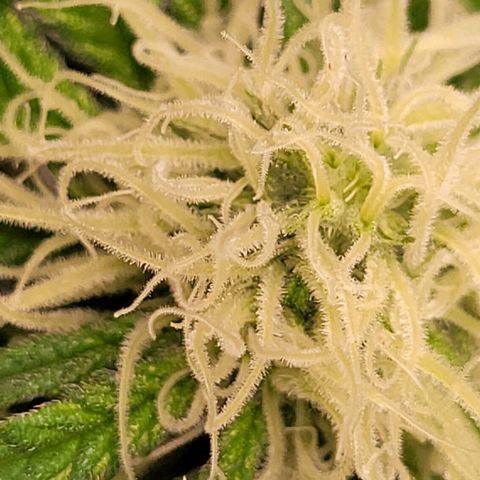 Special Queen #1 growlog timeline photo